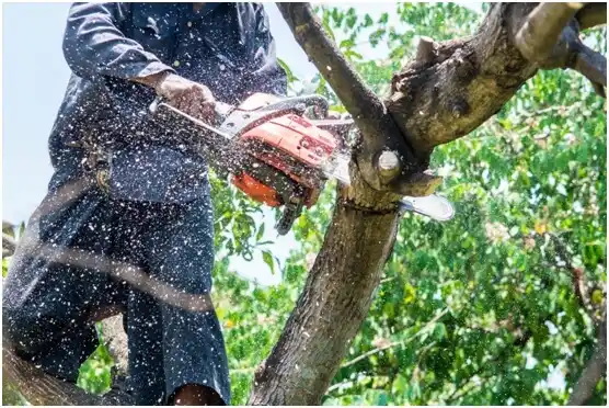 tree services Brewster